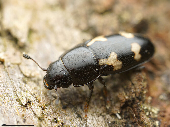 quadriguttatus