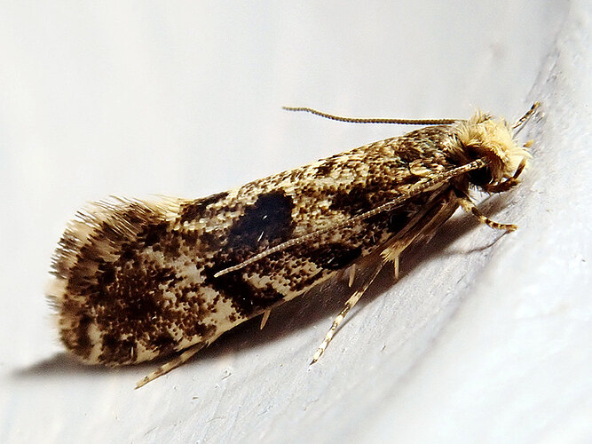 granella