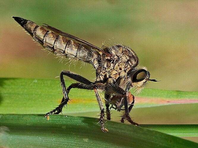 rufibarbis