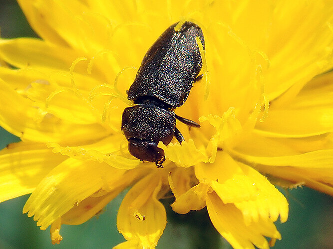 quadripunctata