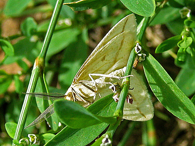 sacraria