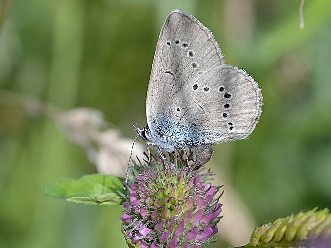 semiargus