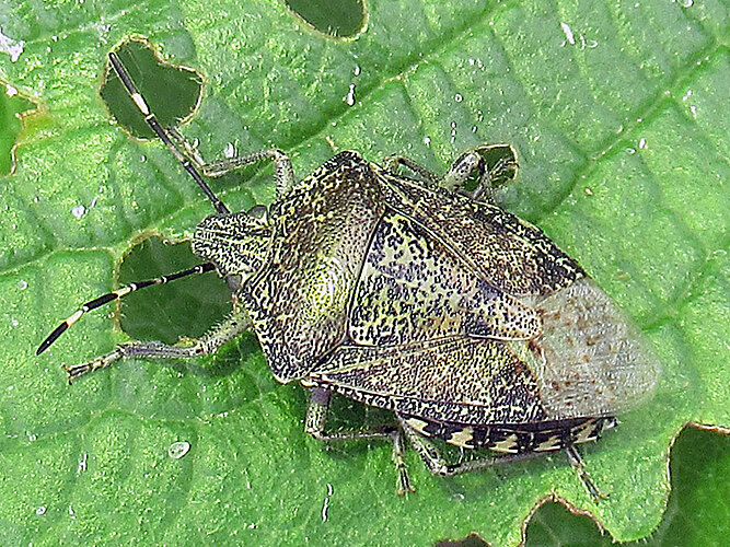nebulosa