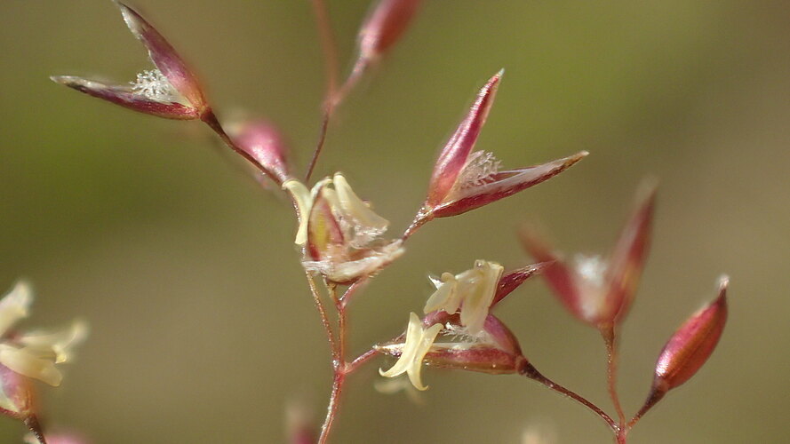 capillaris