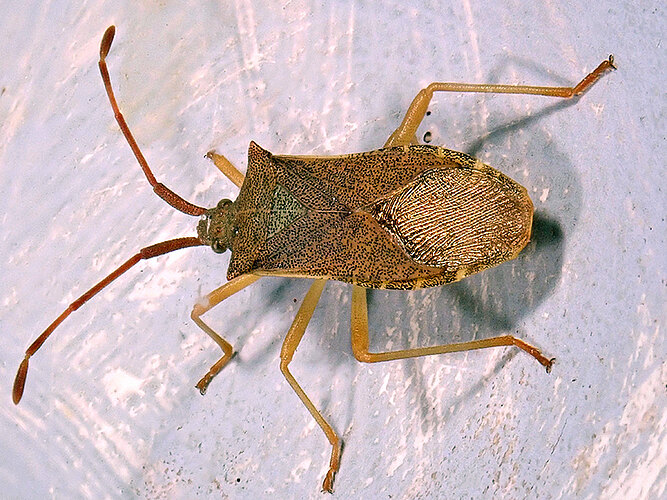 acuteangulatus