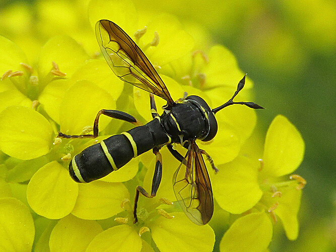 conopsoides