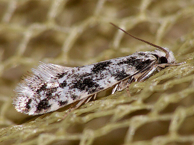 variatella