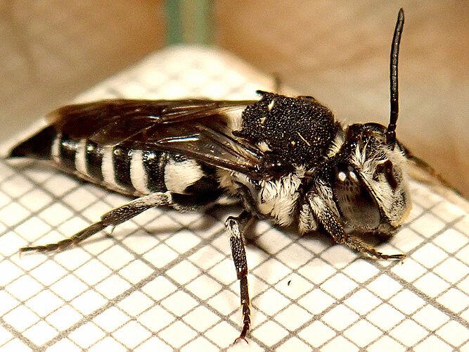 sp.