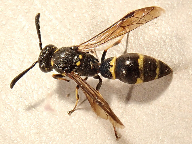 bifasciatus