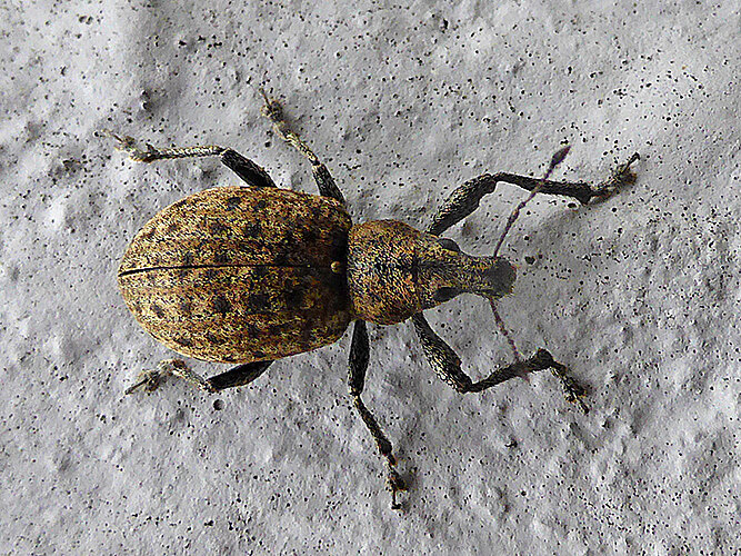 tessulatus