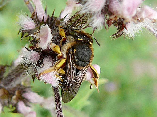 manicatum