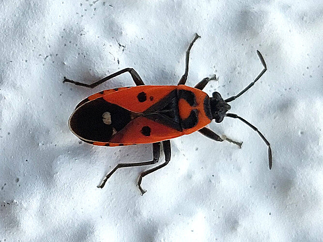 albomaculatus