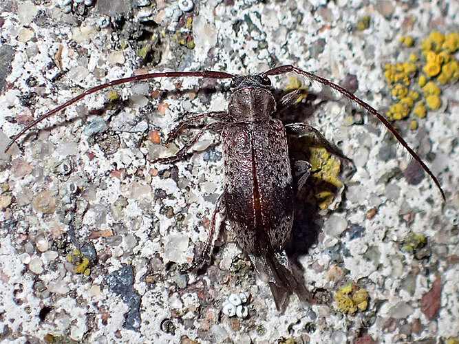 punctipennis