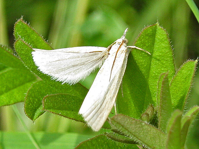 perlella