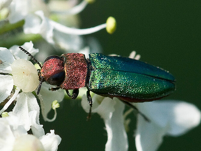 nitidula