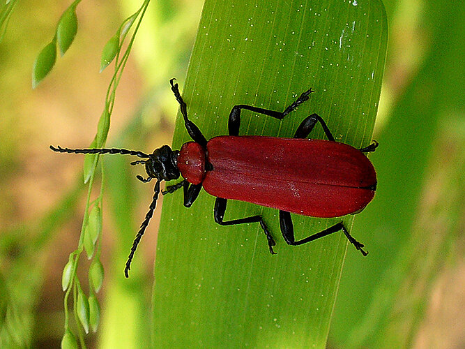 coccinea