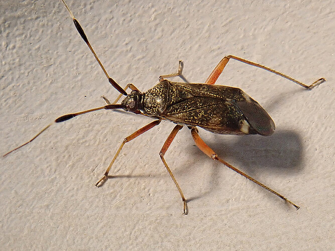 biclavatus