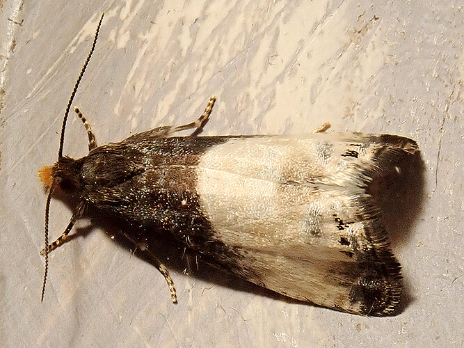 cynosbatella