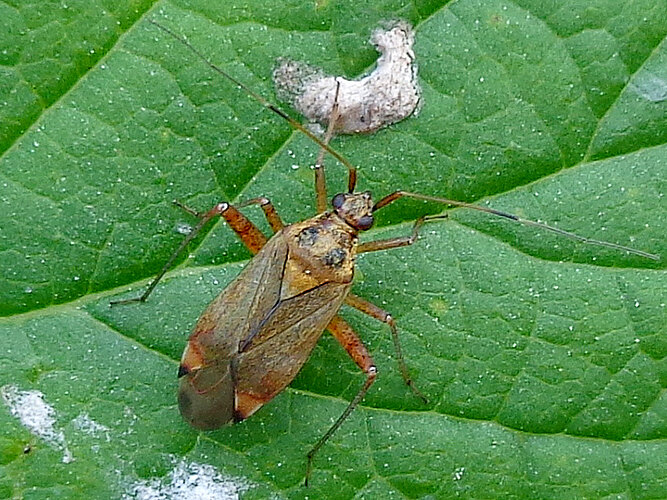 fulvomaculatus