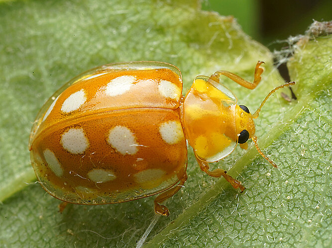 sedecimguttata