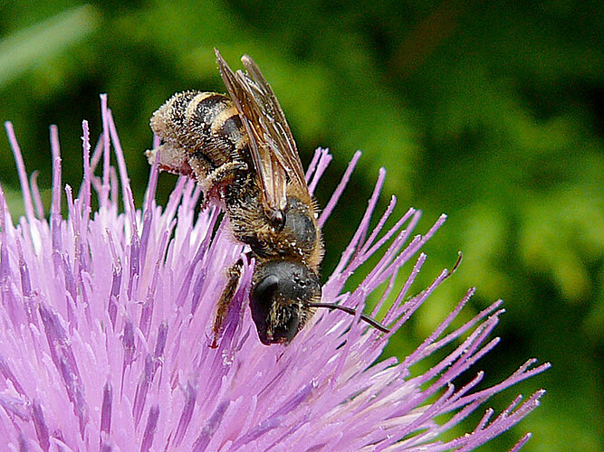 scabiosae