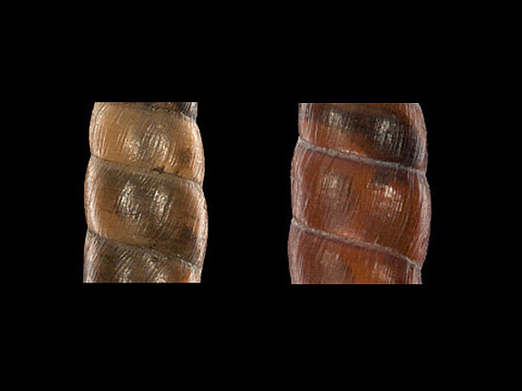 Clausiliidae_naht_dunkel.jpg  