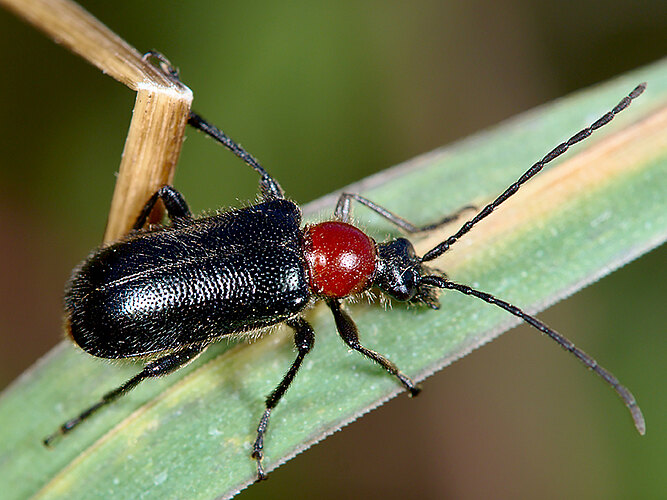 collaris