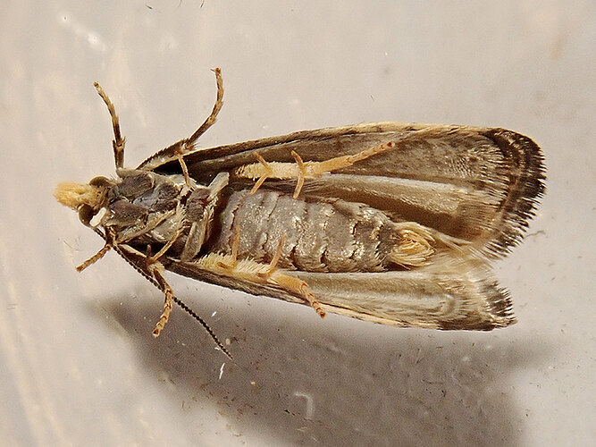 cynosbatella