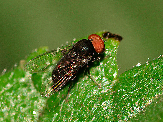 dorsalis