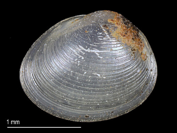 Pisidium_tenuilineatum_a.jpg  