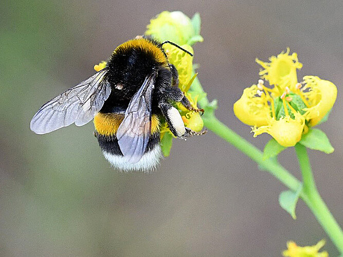 terrestris