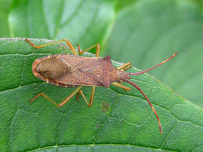 acuteangulatus