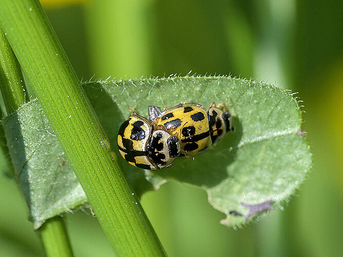 quatuordecimpunctata