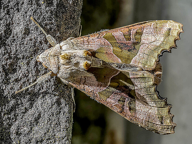 meticulosa