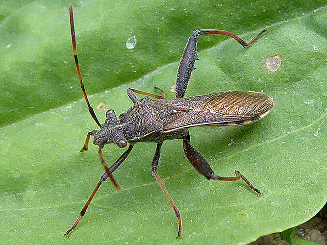 lateralis