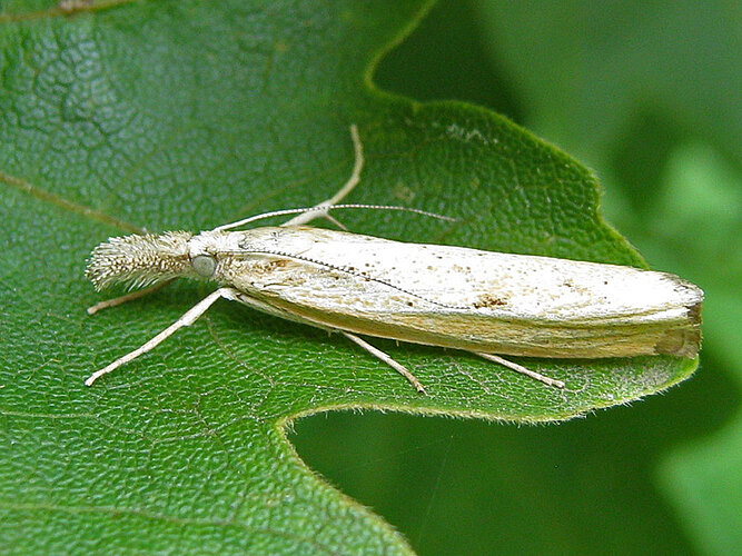 inquinatella