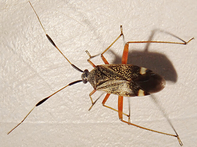 biclavatus