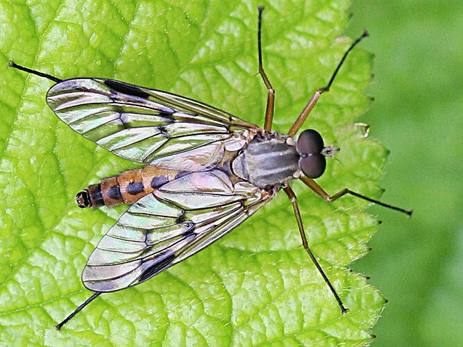 scolopaceus