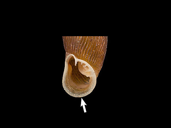 Clausiliidae_basal_rund.jpg  