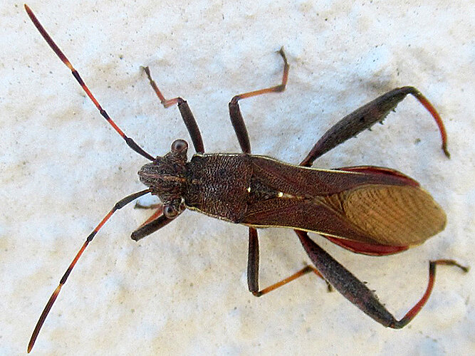 lateralis