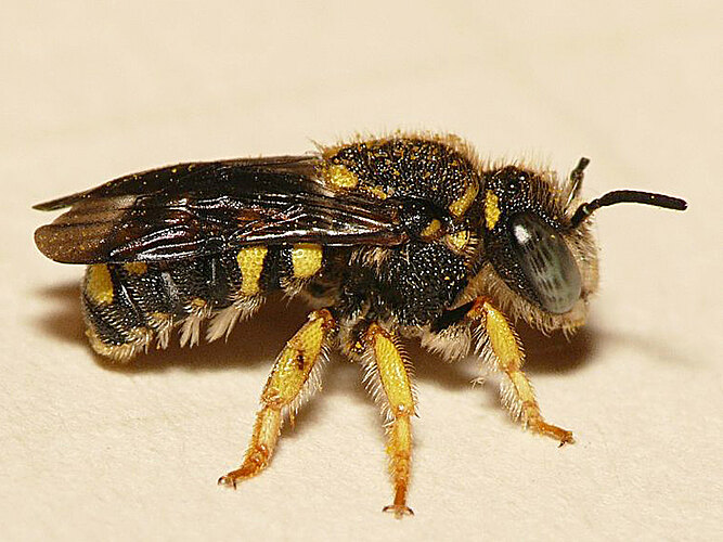 strigatum