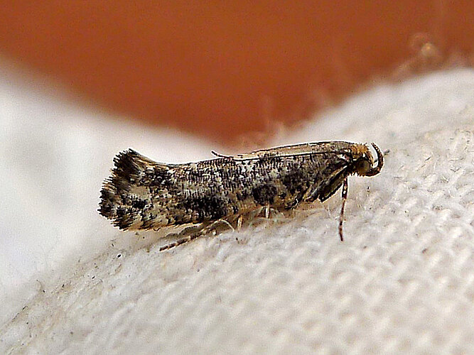 assectella