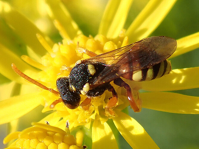 fucata