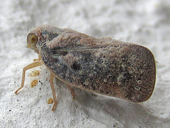 pruinosa