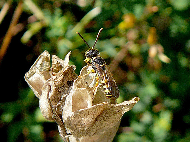 quinquefasciata