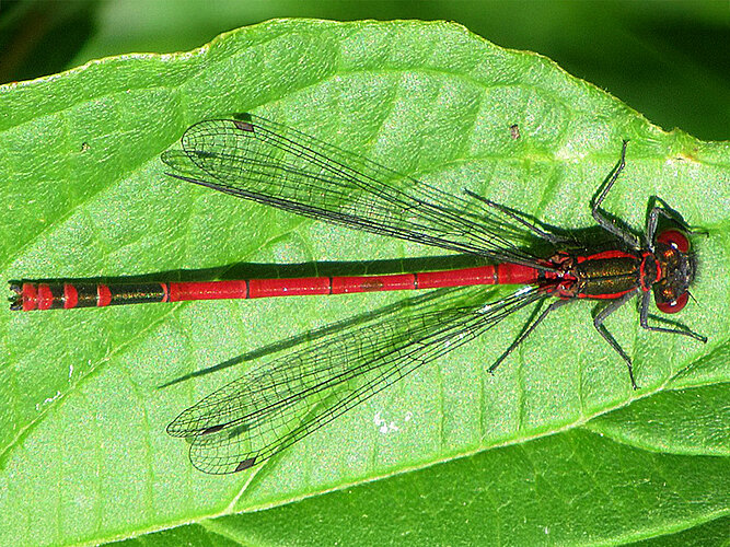 nymphula