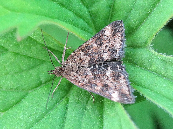 caprealis