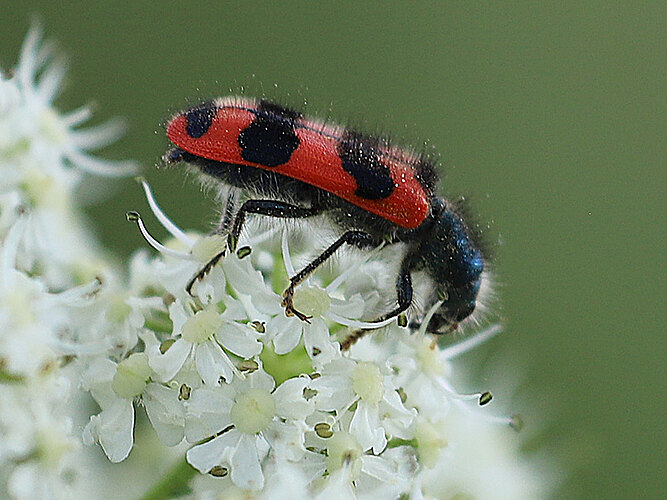 alvearius