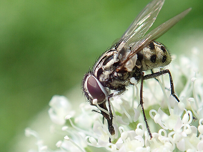 maculata