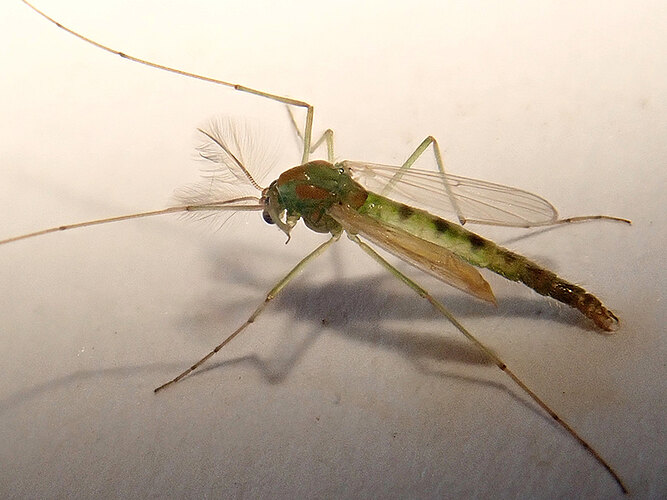annularius